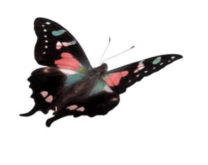 butterflyj0314072