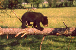 how much to charge: a bearcub from Goldilocks
