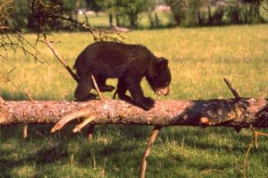 how much to charge: a bearcub from Goldilocks