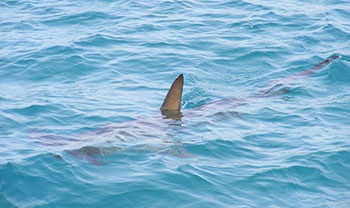 Shark fin visible in clear water