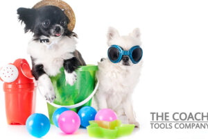 Two Cute Dogs with goggles and hat