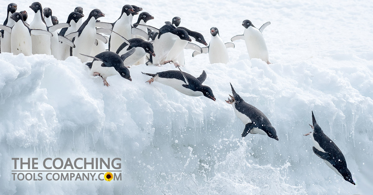 Penguins Diving into Sea representing Diving Back into Goal-Setting
