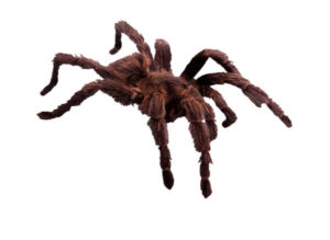 Types of Fears represented by a tarantula spider