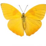 butterflyj0314068