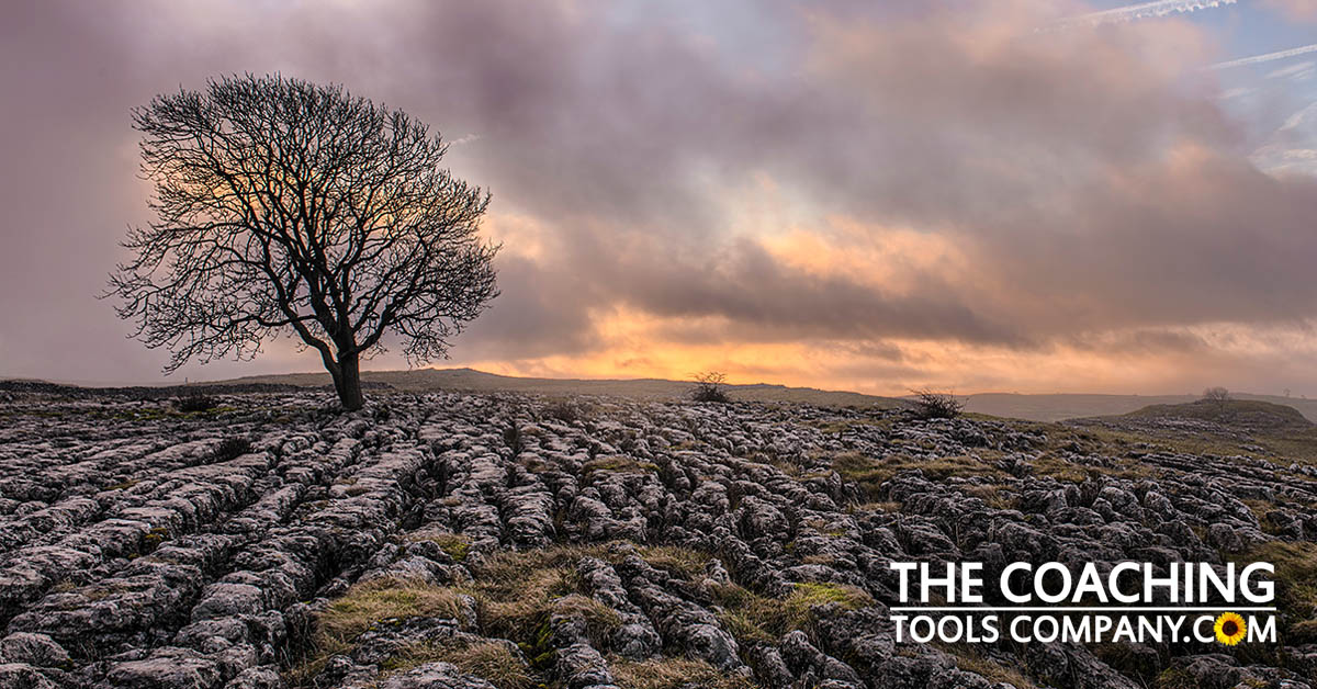 Tree on rocks against stormy sky