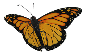 Monarch Butterfly